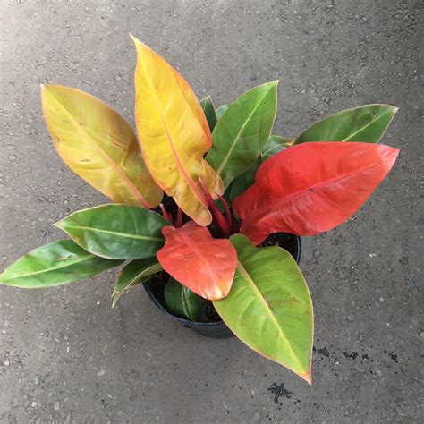 Philodendron ‘Prince of Orange’ (Philo Hybrid) – Tropicals/Houseplants ...