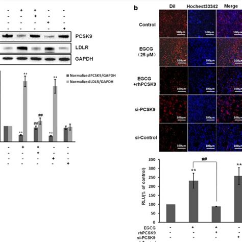 Egcg Regulates Ldlr Expression And Ldl Uptake Through Pcsk In Hepg