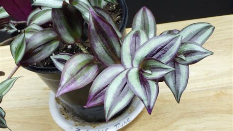 Cuts Zebrina Purple Tinge Wandering Jew House Plant Cuttings