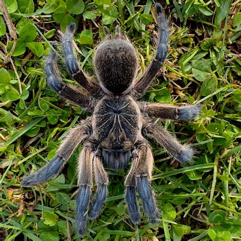 Harpactira Pulchripes Golden Blue Leg Baboon 35 4” Female Exotics