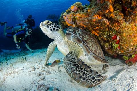 Plong E Snorkeling En Quateur Blog D Itk Voyage Quateur Galapagos