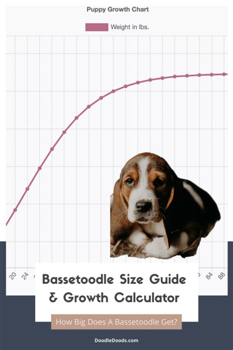 Bassetoodle Size Chart + Interactive Weight Calculator