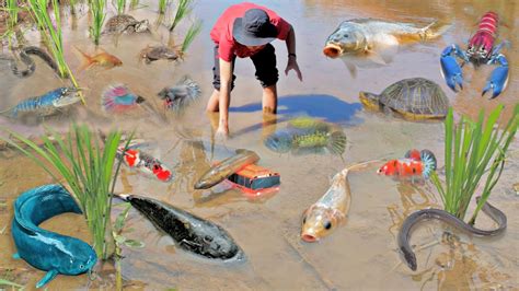 Wadidaw Dapat Ikan Cupang Warna Warni Ikan Molly Balon Lucu Ikan Mas