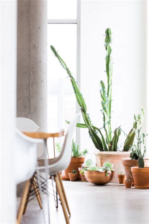 10 Inspiring Indoor Cactus Plants That Easy