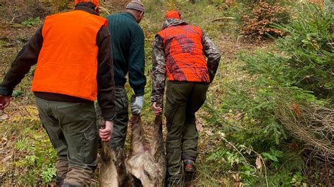 Drückjagd Strecke mit Taktik und Strategie Jagd Natur Beiträge