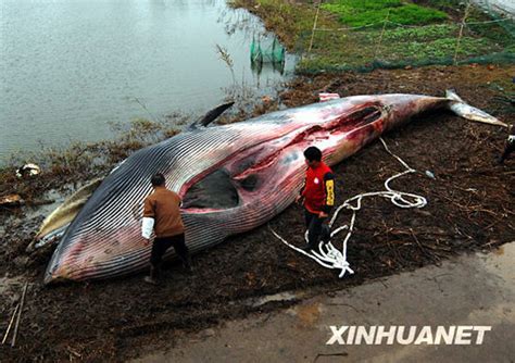 组图：上海科研人员解剖搁浅死亡鲸鱼制成标本新闻中心新浪网