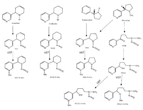 Chemical Structures And Metabolism Of Tobacco Specific N Nitrosamines