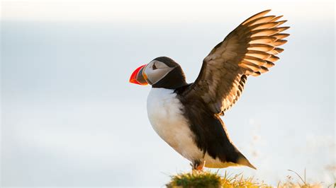 Puffins on Iceland