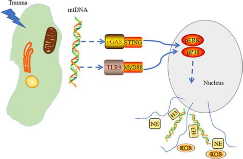 Frontiers Advances In Cgas Sting Signaling Pathway And Diseases