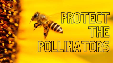 Video 23 Protect The Pollinators YouTube