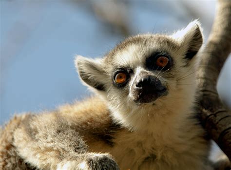 Two Lemurs · Free Stock Photo