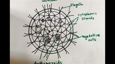 Volvox Diagram/ How to draw Volvox Diagram easily / Volvox Coenobium ...