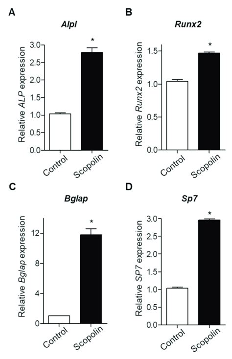 Scopolin Treatment Increased The Mrna Levels Of Bone Remodeling Markers