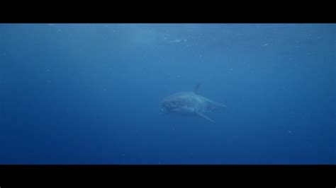 The Reef Movie Review (Andrew Traucki, 2010) - Scream Geeks