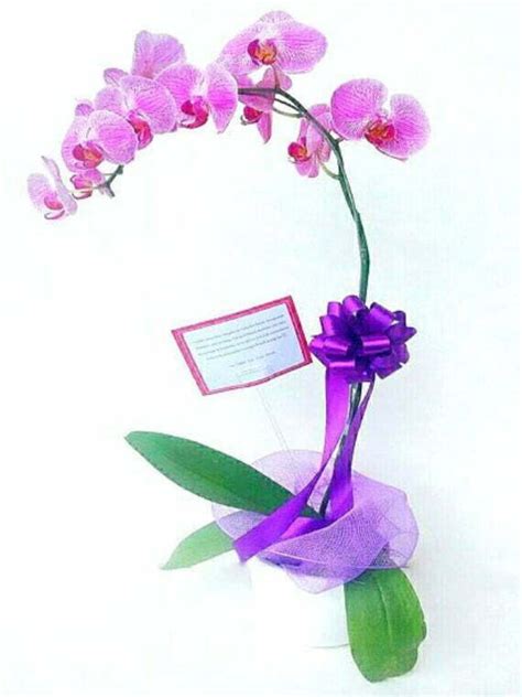 Single Orchid - Sentra Bunga Florist Jakarta