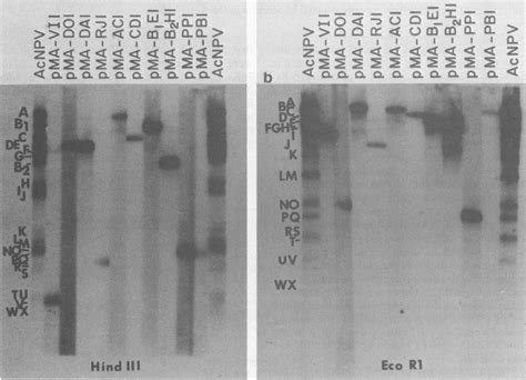 Hybridization Of 32p Labeled Acnpv Cdna Plasmids To Hindiii Digested