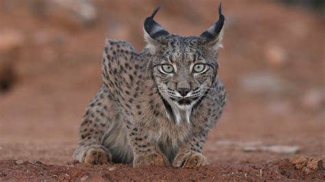 La Poblaci N De Lince Ib Rico En Libertad Crece En Andaluc A Y Llega A