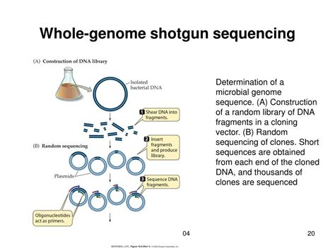 Ppt Microbial Genomics Powerpoint Presentation Free Download Id