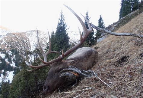 Go Hunting For Caspian Red Deer In Unique Kazakhstan