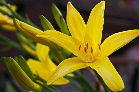 Yellow daylily - planting, care and tips - live-native.com