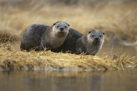 The Return of the San Francisco River Otter | Hakai Magazine