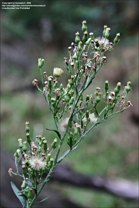 Plantfiles Pictures Tall Fleabane Broad Leaved Fleabane Guernsey