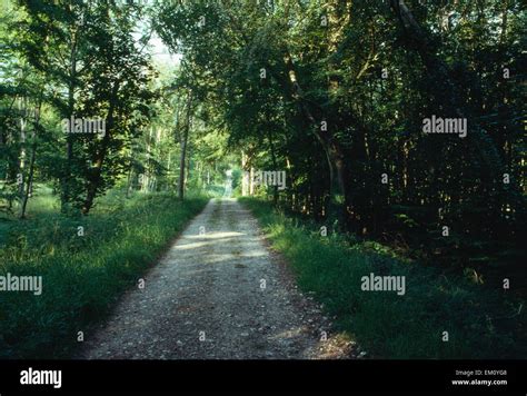 Stane Street Roman Road Looking Ne In Eartham Wood West Sussex