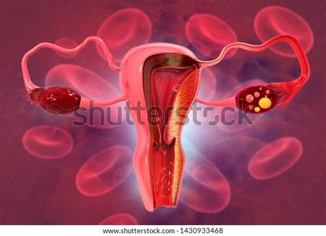 Anatomy Female Reproductive System 3d Render стоковая иллюстрация