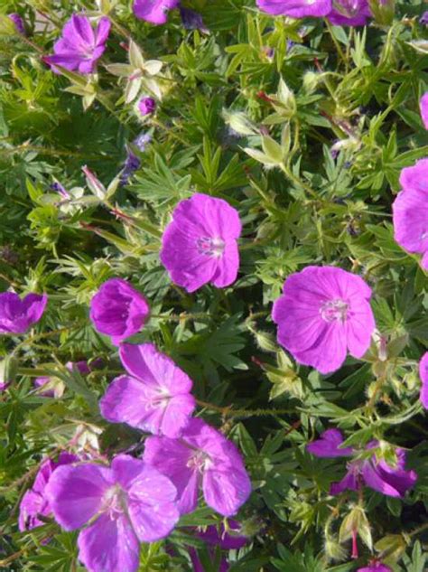 Garten Storchschnabel New Hampshire Purple Geranium Sanguineum New