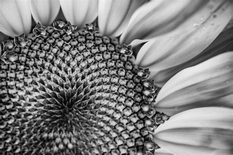 Greyscale Photo Of Sunflower Flower Hd Wallpaper Wallpaper Flare