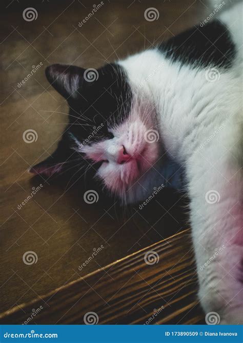 Tabby White And Black Cat Sleeping On Window Ledge Stock Image Image