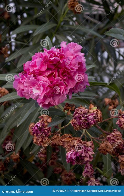 Purple Oleander Flowers on Close-up Shoot Stock Image - Image of bright, color: 97682711