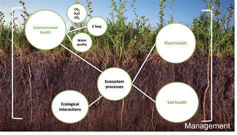 Research Soil Biodiversity And Health Lab