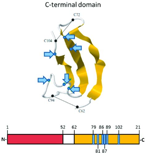 Protein Structure Of Midkine Mk The Protein Consists Of An