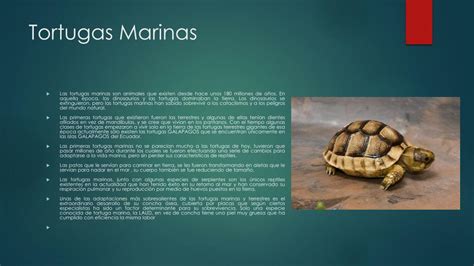 Ppt Tortugas Marinas Y Su Clasificacion Powerpoint Presentation Free