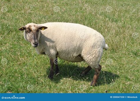 Ovelhas Brancas No Campo De Erva Foto De Stock Imagem De Fazenda