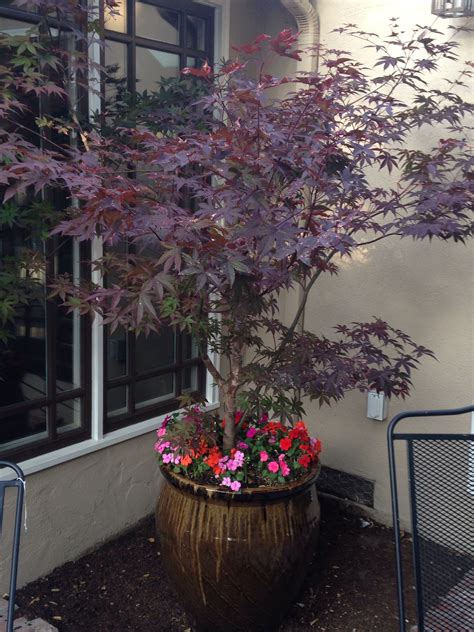 Japanese Maple And Patients In Pot Container Garden Design Potted