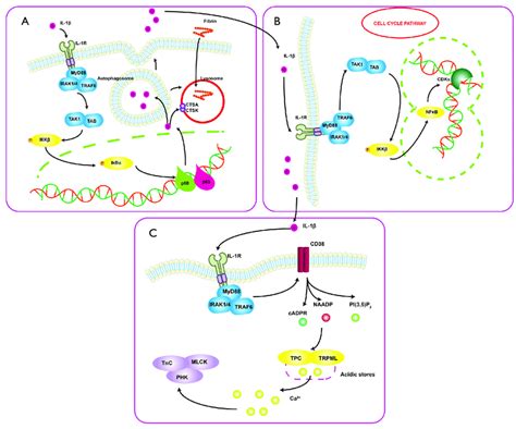 Different Steps Of Interleukin Il 1β Production Pathway And Signal