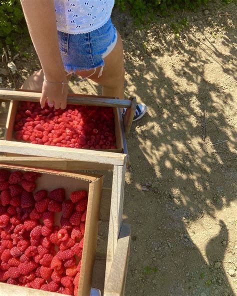 berry picking 🍓 | Berry picking, Summer aesthetic, Fruit picking