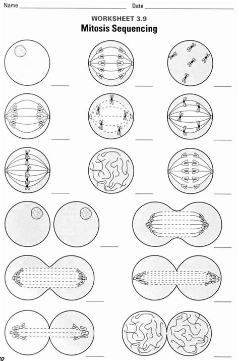 Mitosis Matching Worksheets