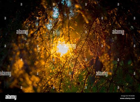 Beautiful Sunset Through Branches Stock Photo Alamy