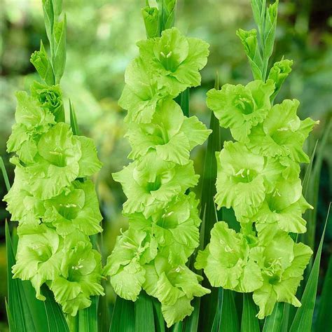 Gladiolus Green Star Thompson And Morgan