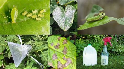 Identifying Plant Pests and Diseases: Tips and Insights