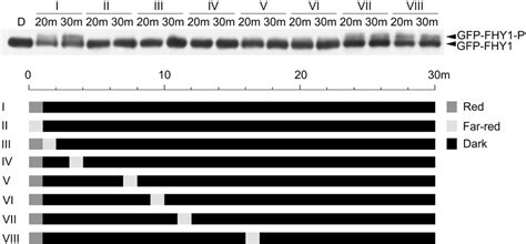 Pdf Phytochrome A Mediates Rapid Red Lightinduced Phosphorylation Of