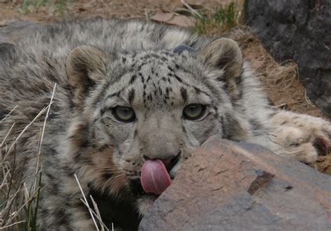 The Timing Of Breeding And Independence For Snow Leopard Females And