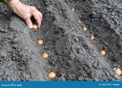 Plantando A Cebola Imagem De Stock Imagem De Fazendeiro