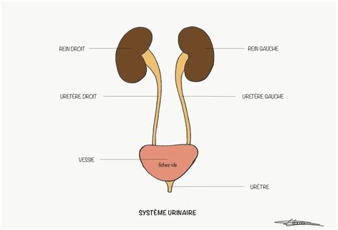 Système urinaire Fiches IDE