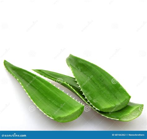 Aloe Vera Plant Isolated On White Stock Photo Image Of Plant Green