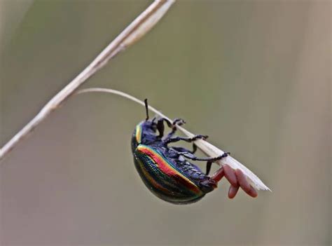 Life Cycle Rainbow Leaf Beetle Chrysolina Cerealis Stock Photo By