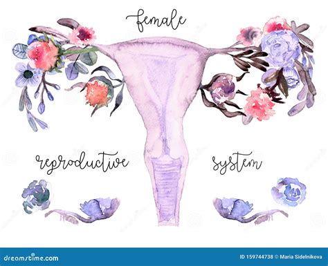 Female Reproductive System Scheme Painted In Watercolor On Clean White Background Stock